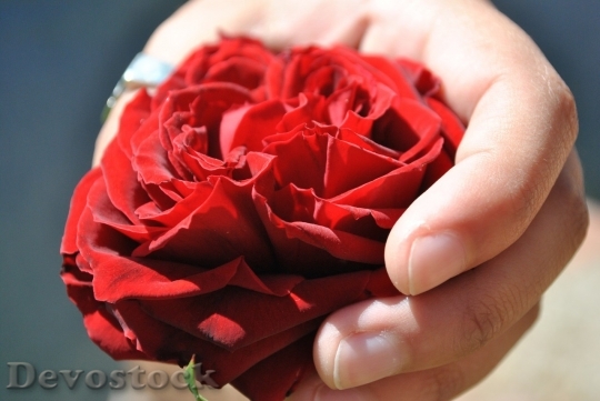 Devostock Beautiful red rose  (83)