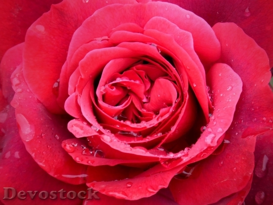 Devostock Beautiful red rose  (86)