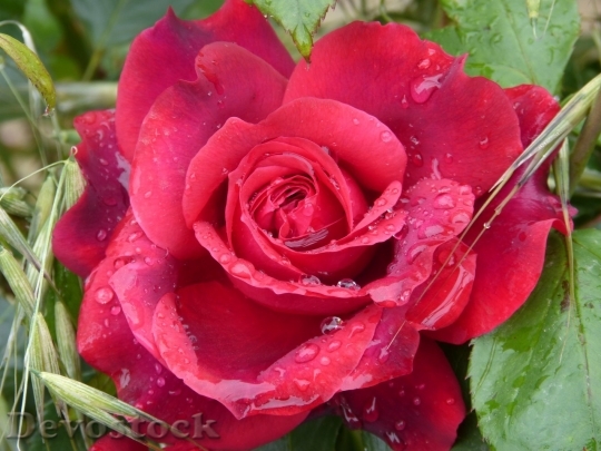 Devostock Beautiful red rose  (87)