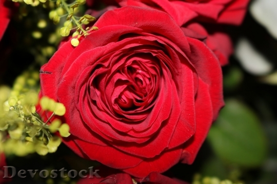 Devostock Beautiful red rose  (89)