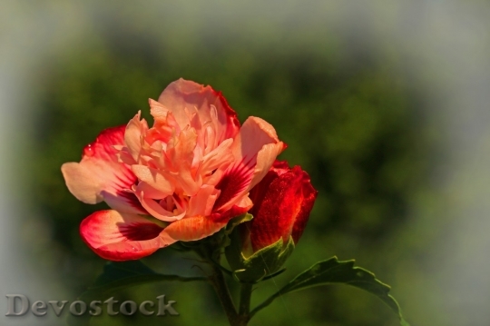 Devostock Beautiful red rose  (9)