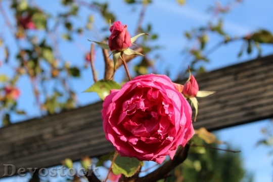Devostock Beautiful red rose  (90)