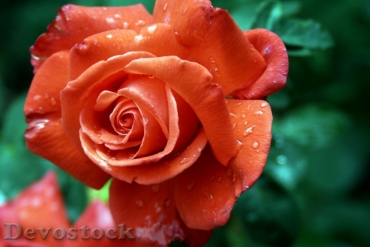 Devostock Beautiful red rose  (91)