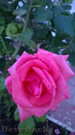 Devostock Beautiful red rose  (93)