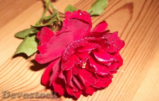 Devostock Beautiful red rose  (94)