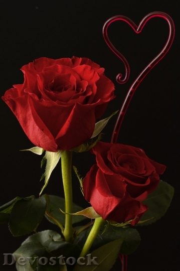 Devostock Beautiful red rose  (95)