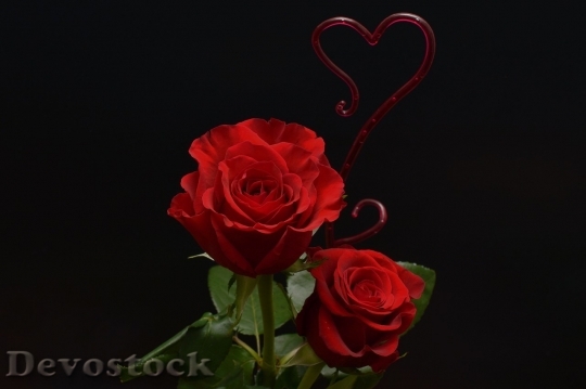 Devostock Beautiful red rose  (96)