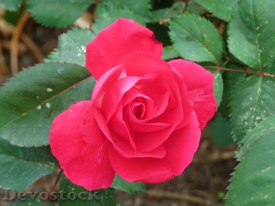 Devostock Beautiful red rose  (97)