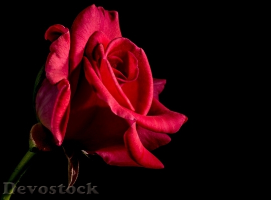 Devostock Beautiful red rose  (99)