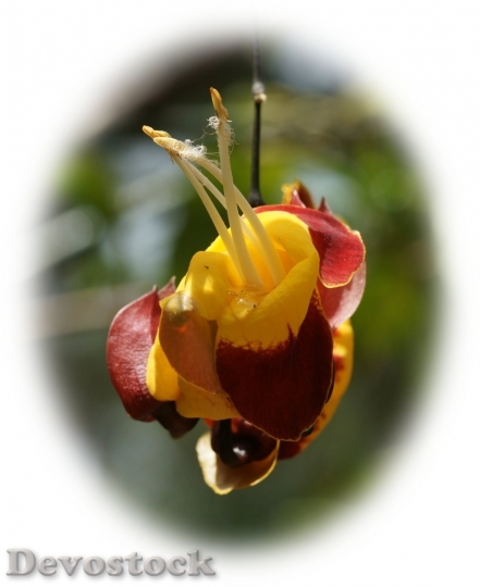 Devostock beautifulexoticflower-dsc01090-g1