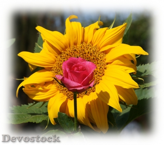 Devostock beautifulflower-dsc09966-g1