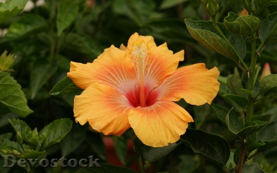 Devostock beautiful-orange-hibiscus-blossom-dsc00519-a3ws