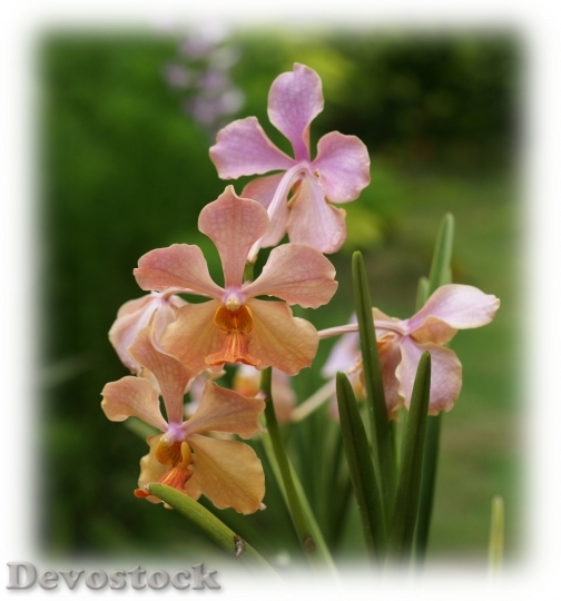 Devostock beautifulorchids-dsc00122-g