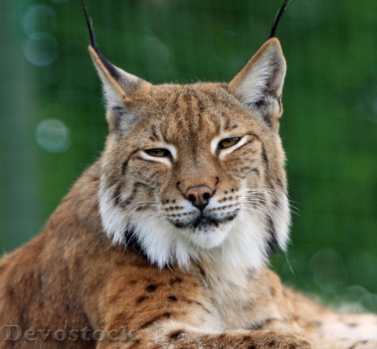 Devostock bobcat-lynx-big-cat-feline-67850.jpeg