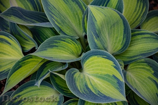 Devostock botanical-bright-close-up-1073078