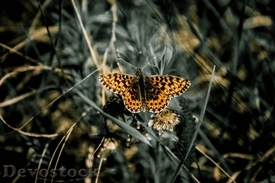 Devostock Butterfly 4K nature  (10)