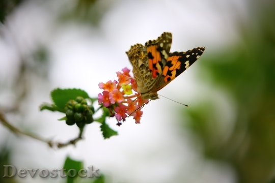 Devostock Butterfly 4K nature  (105).jpeg