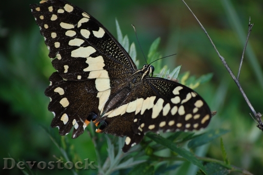 Devostock Butterfly 4K nature  (107).jpeg