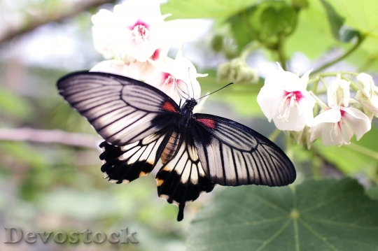Devostock Butterfly 4K nature  (109).jpeg