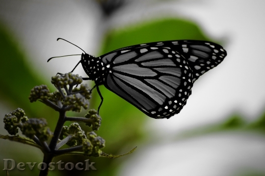 Devostock Butterfly 4K nature  (111).jpeg