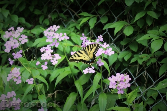 Devostock Butterfly 4K nature  (112).jpeg