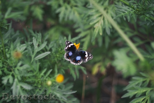 Devostock Butterfly 4K nature  (113).jpeg