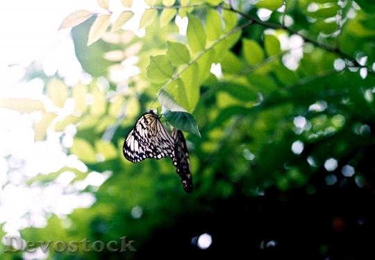 Devostock Butterfly 4K nature  (119).jpeg