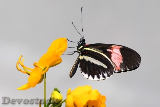 Devostock Butterfly 4K nature  (123).jpeg