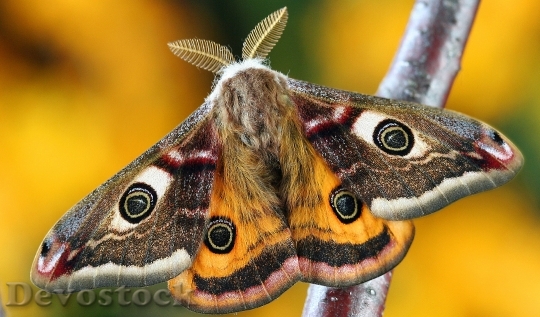 Devostock Butterfly 4K nature  (126).jpeg