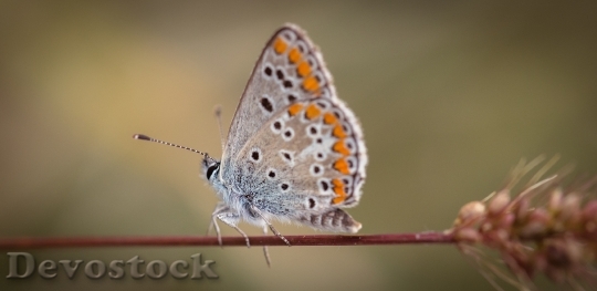 Devostock Butterfly 4K nature  (128).jpeg