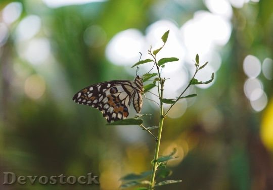 Devostock Butterfly 4K nature  (129).jpeg