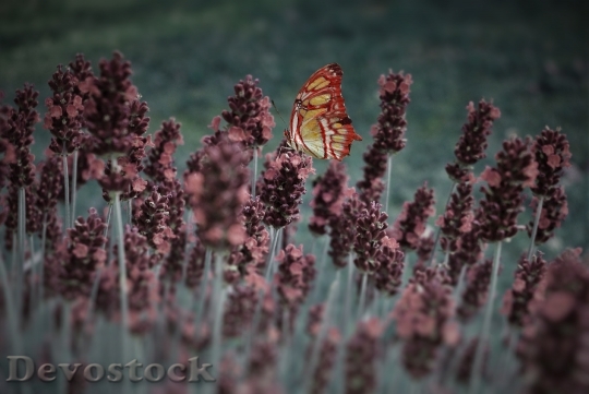 Devostock Butterfly 4K nature  (130).jpeg