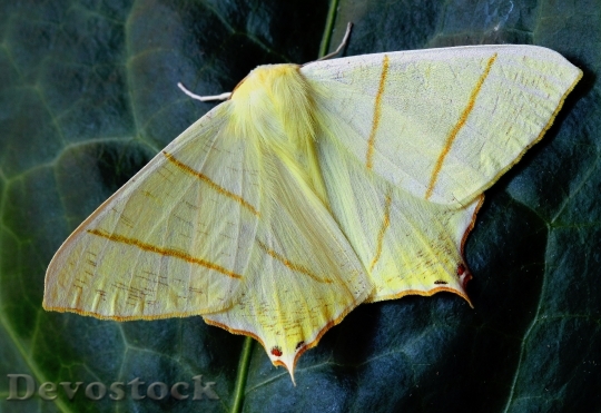 Devostock Butterfly 4K nature  (132).jpeg