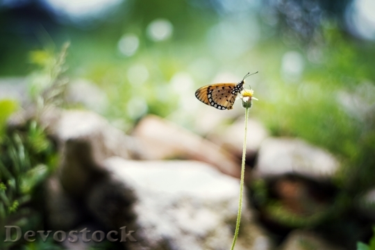 Devostock Butterfly 4K nature  (133).jpeg