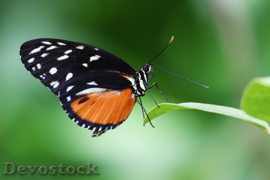 Devostock Butterfly 4K nature  (135).jpeg