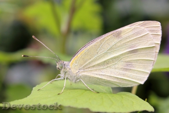 Devostock Butterfly 4K nature  (136).jpeg