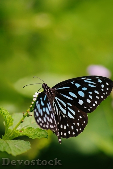 Devostock Butterfly 4K nature  (140).jpeg