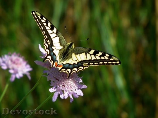 Devostock Butterfly 4K nature  (141).jpeg