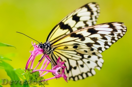 Devostock Butterfly 4K nature  (143).jpeg
