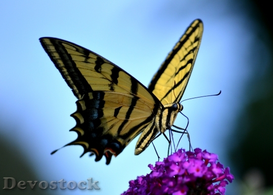 Devostock Butterfly 4K nature  (144).jpeg