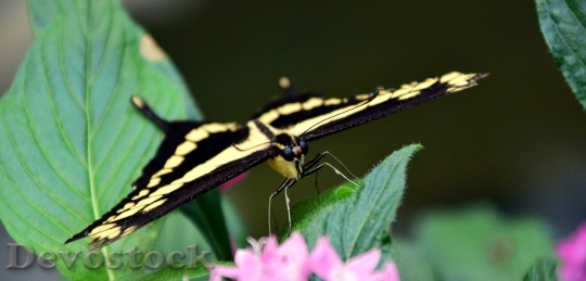 Devostock Butterfly 4K nature  (147).jpeg