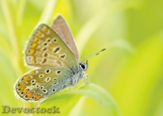 Devostock Butterfly 4K nature  (14).jpeg