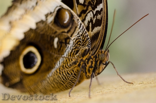 Devostock Butterfly 4K nature  (15)