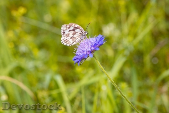 Devostock Butterfly 4K nature  (154).jpeg
