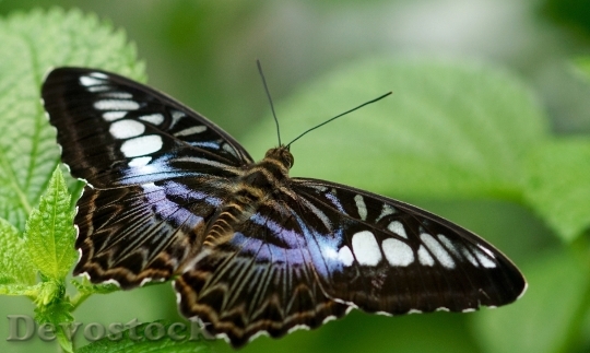 Devostock Butterfly 4K nature  (155).jpeg