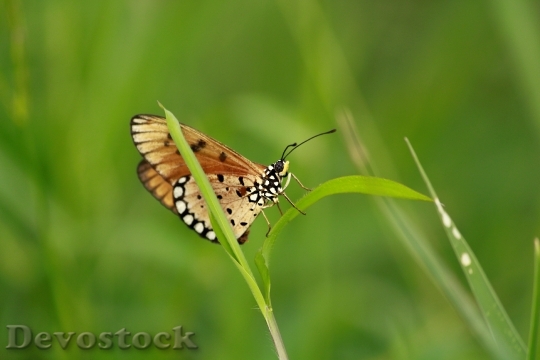 Devostock Butterfly 4K nature  (156).jpeg