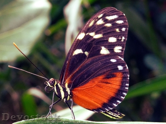 Devostock Butterfly 4K nature  (157).jpeg