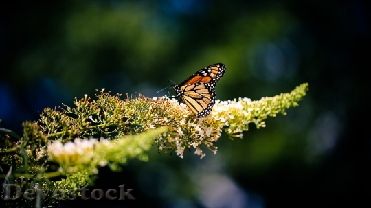 Devostock Butterfly 4K nature  (17)