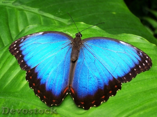 Devostock Butterfly 4K nature  (18).jpeg