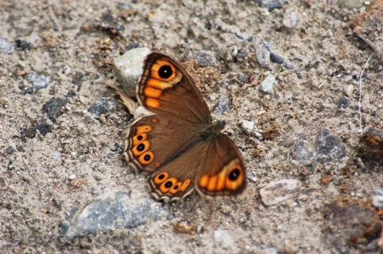 Devostock Butterfly 4K nature  (197).jpeg